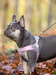 Hugo & Hudson Pink Mesh Easy Dog Harness - Image 2 of 4