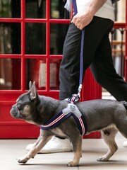 Hugo & Hudson Red Mesh Easy Dog Harness - Image 1 of 4