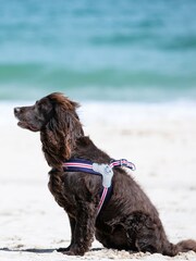 Hugo & Hudson Red Mesh Easy Dog Harness - Image 2 of 4