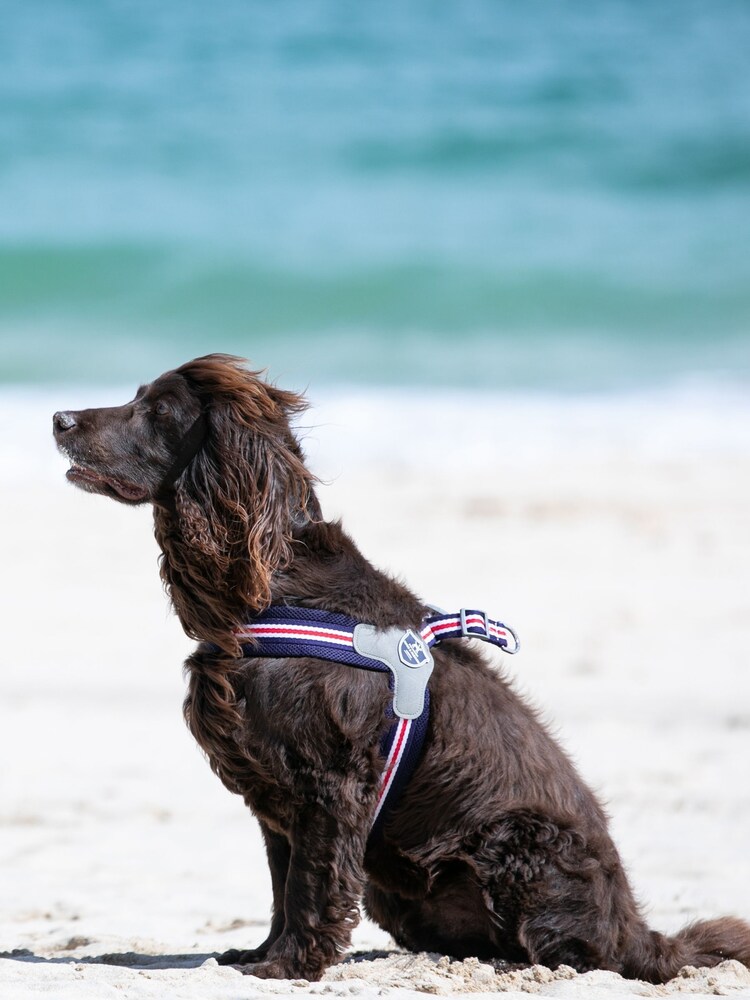 Hugo & Hudson Red Mesh Easy Dog Harness - Image 2 of 4