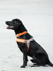 Hugo & Hudson Orange Mesh Easy Dog Harness - Image 1 of 4