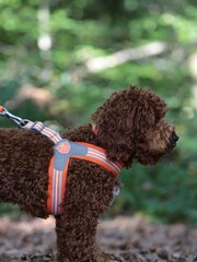 Hugo & Hudson Orange Mesh Easy Dog Harness - Image 2 of 4