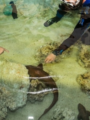 Virgin Experience Days Junior Snorkel Baby Sharks - Image 3 of 4
