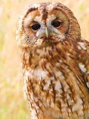 Virgin Experience Days Falconry For Two - Image 2 of 4