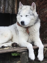 Virgin Experience Days Hike with Huskies for Two - Image 2 of 4