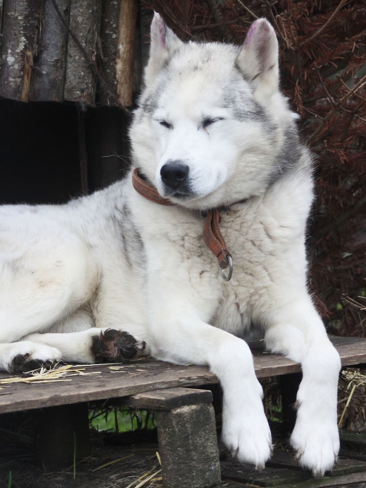 Virgin Experience Days Hike with Huskies for Two - Image 2 of 4