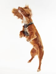Barbour® Multi Classic Tartan Dog Harness - Image 2 of 11
