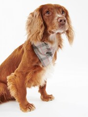 Barbour® Pink 100% Cotton Tartan Dog Bandana - Image 2 of 6