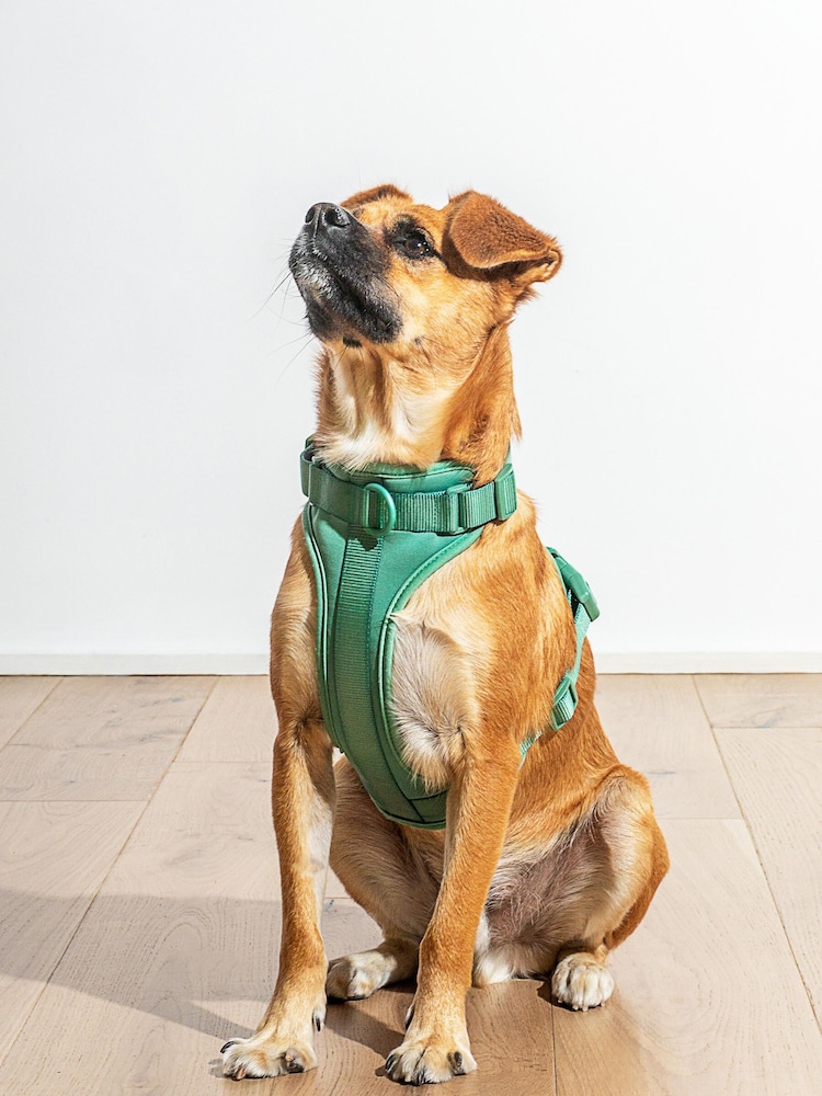 Wild One Green Green Harness - Image 1 of 2