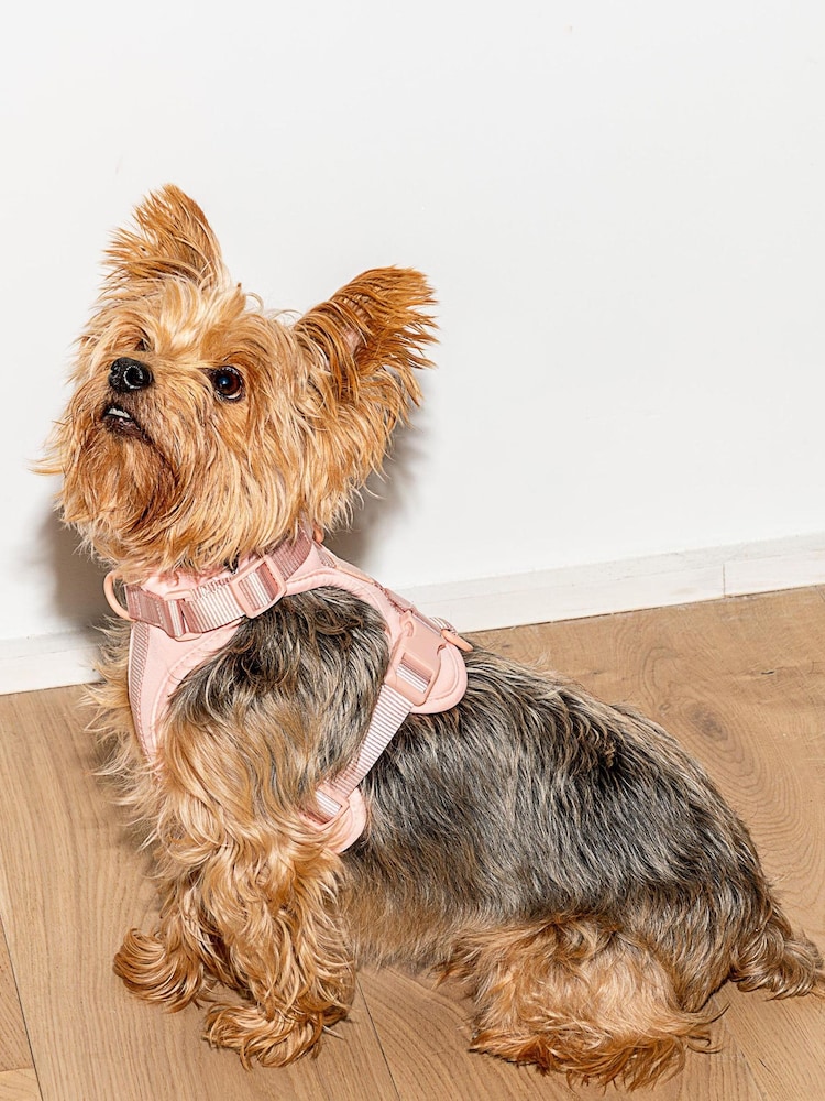 Wild One Pink Pink Harness - Image 1 of 2