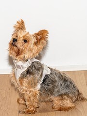 Wild One Grey Grey Harness - Image 1 of 3