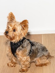 Wild One Black Black Harness - Image 1 of 3