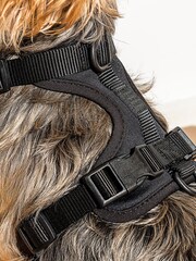 Wild One Black Black Harness - Image 2 of 3