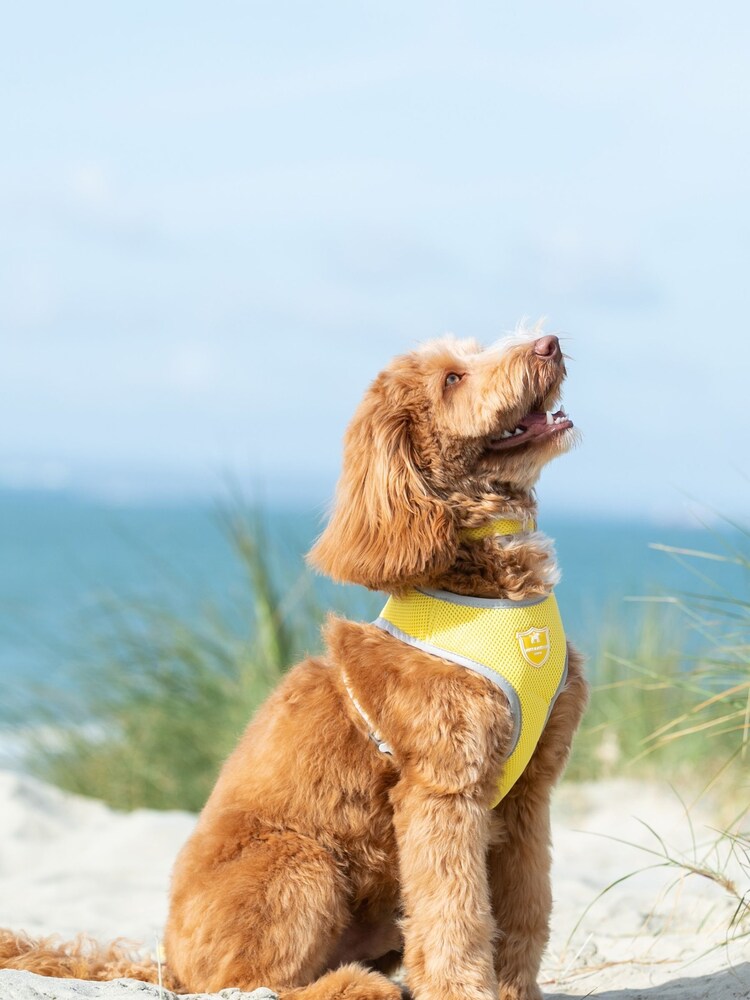 Hugo & Hudson Yellow Mesh Dog Harness - Image 1 of 4