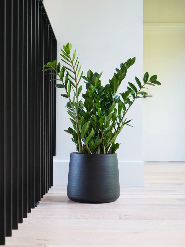 Ivyline Black Garden Large Akemi Planter - Image 1 of 3