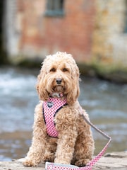 Hugo & Hudson Pink Watermelon Dog Lead - Image 1 of 4