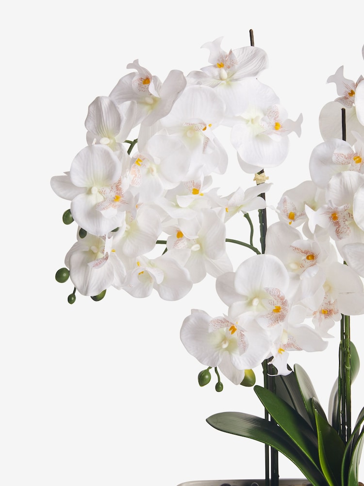 White Extra Large Real Touch Orchid In White Pot With Wooden Stand - Image 3 of 3