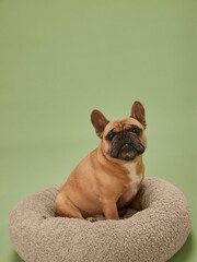 Beige Borg Pet Bed - Image 1 of 1