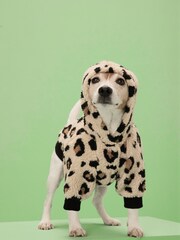Animal Print Dog Hoodie - Image 1 of 8