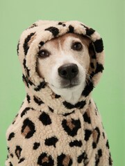 Animal Print Dog Hoodie - Image 5 of 8