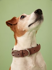 Tan Brown Leather Dog Collar - Image 1 of 5