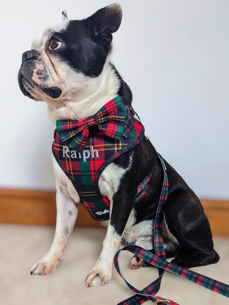 Personalised Bear Hugs Adjustable Harness by RUFF - Image 2 of 4