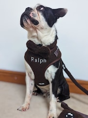 Personalised Bear Hugs Adjustable Harness by RUFF - Image 2 of 5