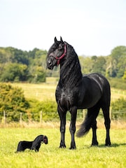 Toy Pony Lemon - Image 2 of 4