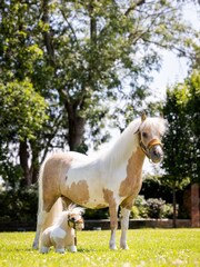 Toy Pony Lemon - Image 2 of 3