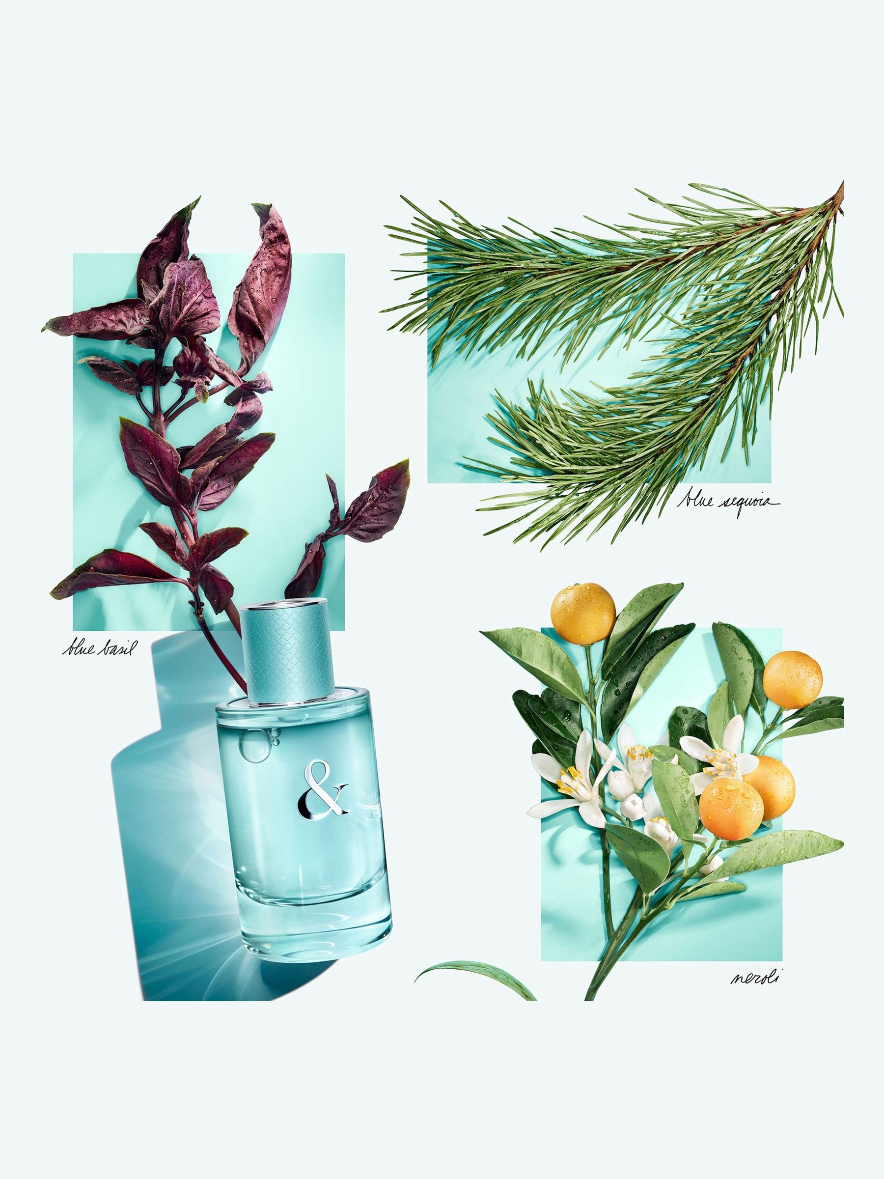 Buy Tiffany & Co. Love for Her Eau de Parfum 90ml from the Next UK