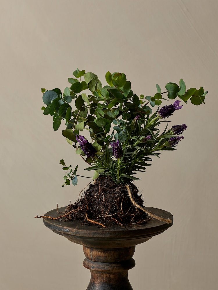 Cowshed Calming Essentials Set - Image 2 of 3