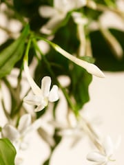 Rituals Sweet Jasmine Fragrance Sticks 450ml - Image 5 of 5