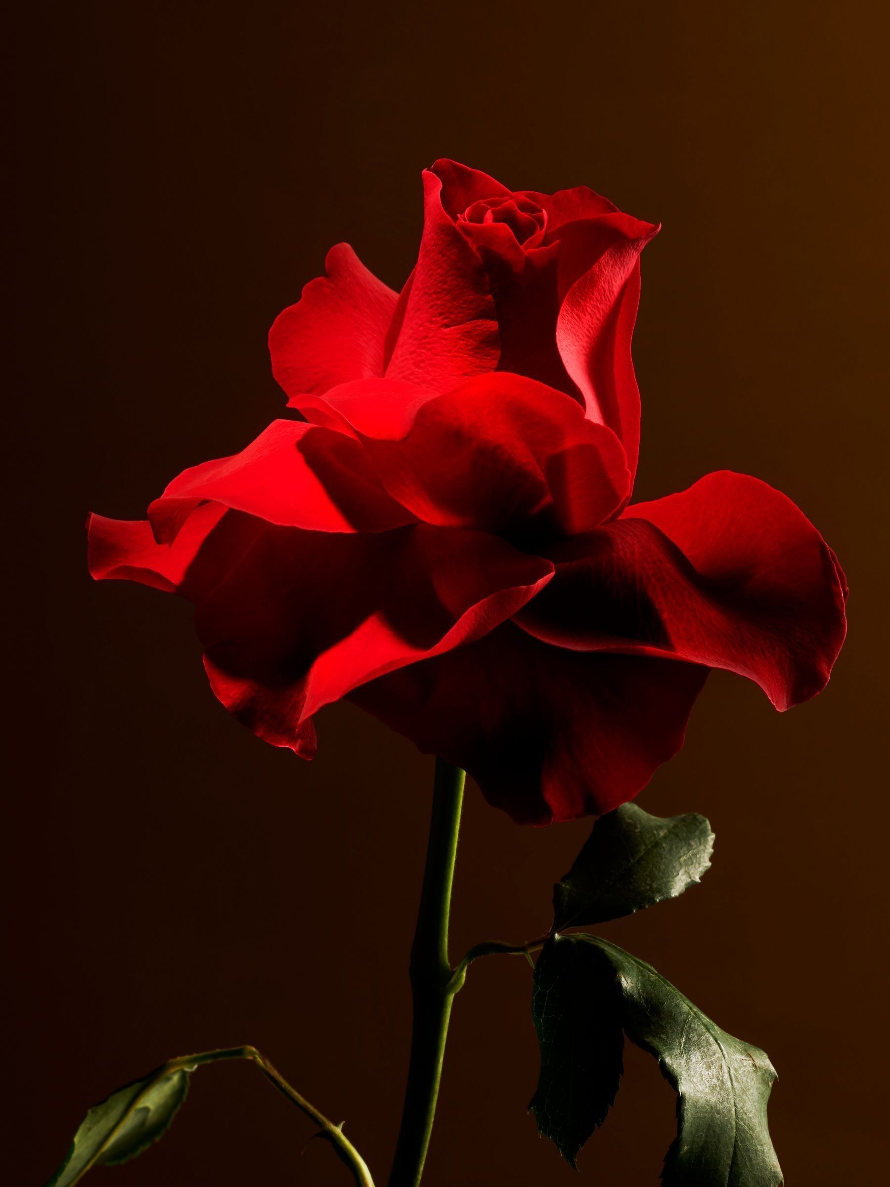 Buy Rituals Imperial Rose Scented Candle 360g from the Next UK online shop