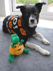 Rosewood Halloween Dog Coat/Jumper & Toy Bundle - Image 1 of 4