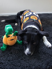 Rosewood Halloween Dog Coat/Jumper & Toy Bundle - Image 4 of 4