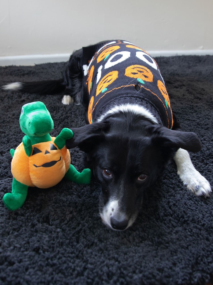 Rosewood Halloween Dog Coat/Jumper & Toy Bundle - Image 4 of 4