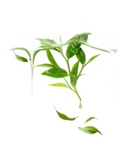 FOREO Green Tea UFO Purifying Face Mask - Image 2 of 2