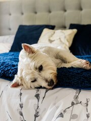Pet Rebellion Blue Comfy Pet Cover For The B Floor Sofa - Image 2 of 2