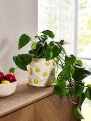 Yellow/White Ceramic Daisy Planter - Image 1 of 4