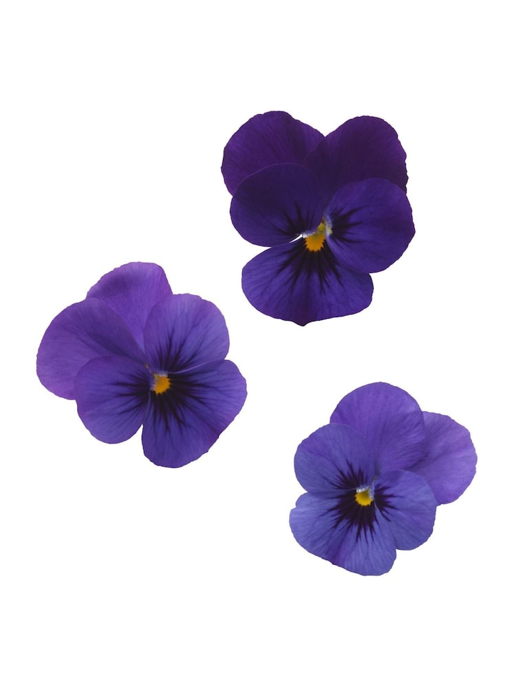 Rituals Private Collection Smooth Violet Concentrated Brown Hand Wash Refill 100ml - Image 2 of 5 Rituals Private Collection Smooth Violet Concentrated Brown Hand Wash Refill 100ml - Image 2 of 5