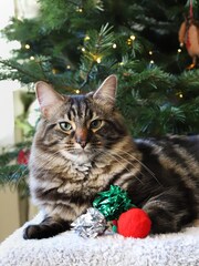 Rosewood Christmas Cat Toy Bundle Containing Wool Balls, Cat Cube and Stocking - Image 6 of 6