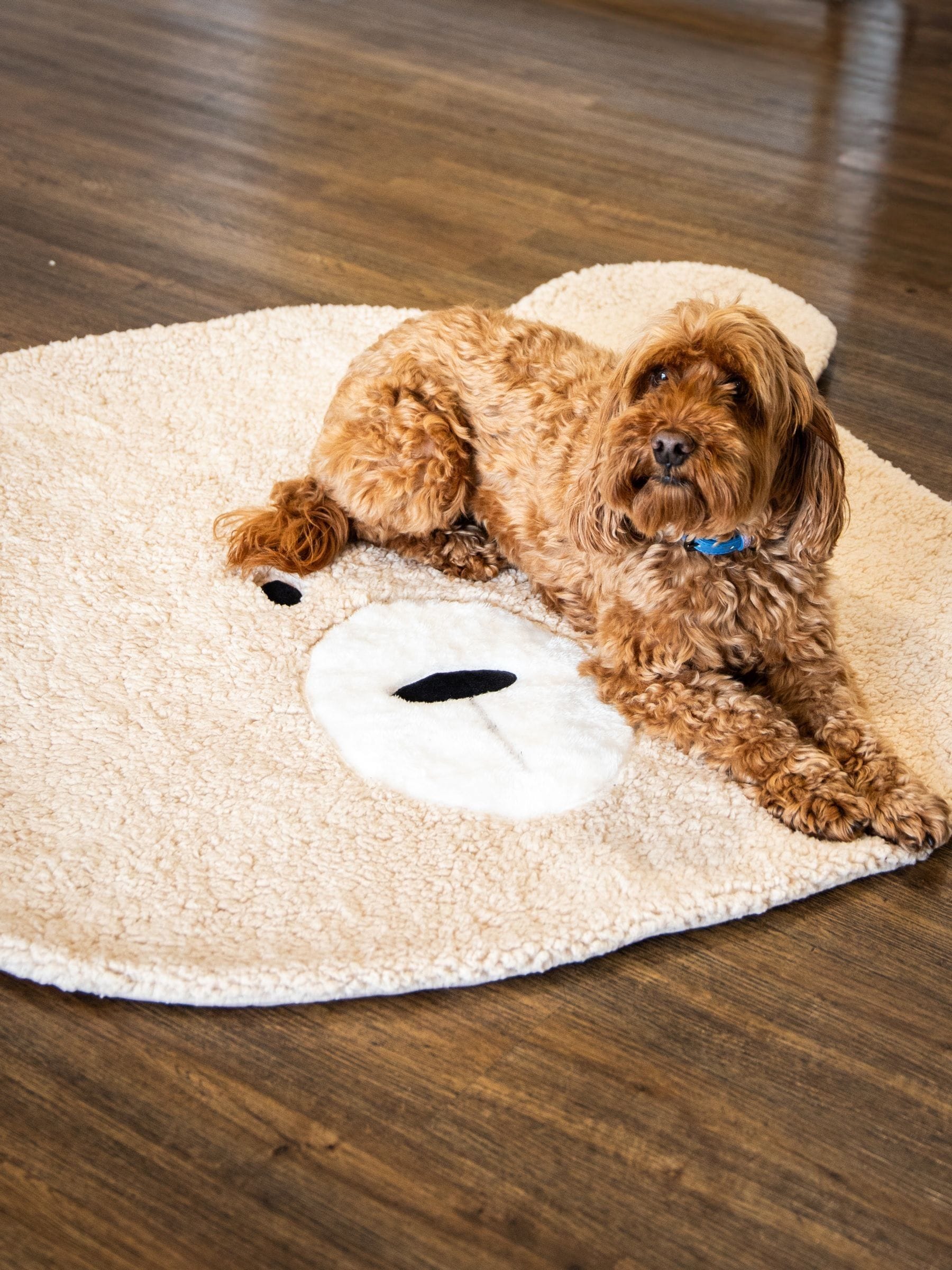 Rosewood teddy bear cat bed online