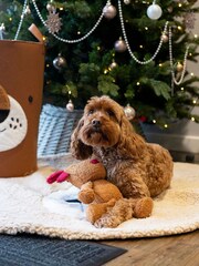 Rosewood Beige Teddy Bear Dog Blanket - Image 4 of 4