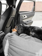 Lords and Labradors Truffle Double Easy Traveller Pet Car Seat - Image 3 of 3