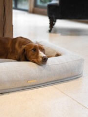 Lords and Labradors Ivory Comfort Cube Dog Bed - Image 2 of 3