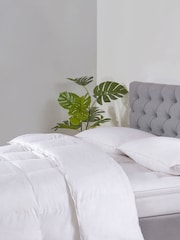 BHS Dreamy Nights All Natural Goose Feather Down 100% Cotton Pillows - Image 4 of 6