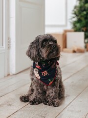 Chelsea Peers Blue Pet 12 Dogs of Christmas Print Neckerchief - Image 1 of 4