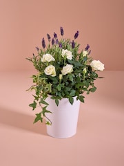 Lilac/White Lavender and Rose Real Plant in Pail - Image 1 of 4