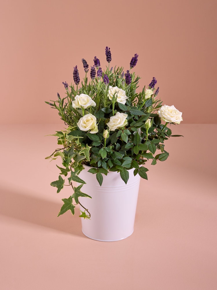 Lilac/White Lavender and Rose Real Plant in Pail - Image 1 of 4