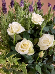 Lilac/White Lavender and Rose Real Plant in Pail - Image 2 of 4